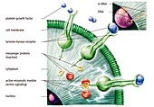 Woundcare gel therapy,artwork