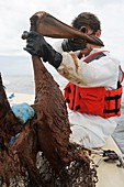 Gulf of Mexico oil spill rescue,2010