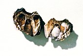 Fossilised prehistoric hominid teeth