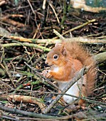 Red squirrel,Scotland,UK