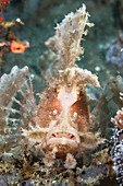 Weedy scorpionfish