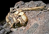 Australopithecus hominid remains