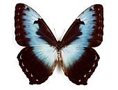 Male cisseis morpho butterfly