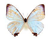 Male Sulkowsky's morpho butterfly