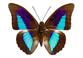 Shaded-blue leafwing butterfly