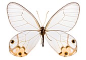 Haetera macleannania butterfly