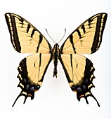 Two-tailed tiger swallowtail butterfly