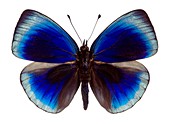 Leprieur's glory butterfly