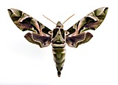 Oleander hawk moth