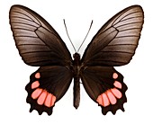 Female swallowtail butterfly