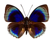 Male brush-footed butterfly