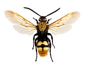 Scoliid solitary wasp