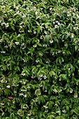 Trachelospermum jasminoides