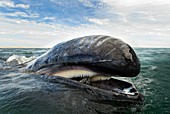 Grey whale