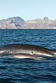 Fin whale mother and juvenile