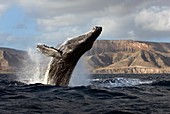 Humpback whale breaching