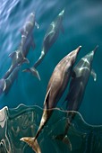 Bottlenose dolphins bow-riding