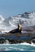 California sea lion basking