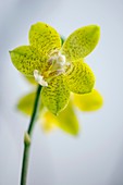 Phalaenopsis New Wave 'Spring Meadow'