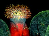 Thale cress flower,micrograph