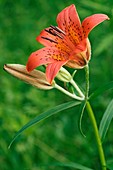 Daurian lily (Lilium dauricum)