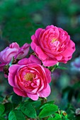 Rose (Rosa 'Baron de Wassenaer')