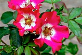 Rose (Rosa 'Cherry Meillandecor')