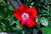 Rose (Rosa 'Dortmund')