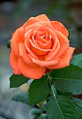 Rose (Rosa 'Felicity Kendal')