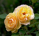 Rose (Rosa 'Graham Thomas')