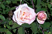 Rose (Rosa 'Jean Ducher')