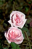 Rose (Rosa 'Kathleen Harrop')