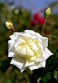 Rose (Rosa 'Lady Mary Corry')