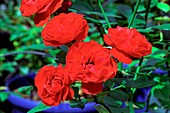 Rose (Rosa 'Meillandina Orange')
