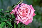 Rose (Rosa 'Mme Lambard')