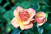 Rose (Rosa 'Rose d'Amour')
