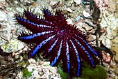 Crown-of-thorns starfish