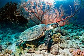 Hawksbill turtle