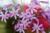 Tulbaghia fragrans in flower