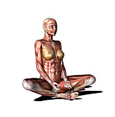 Female muscles,artwork