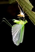 Emerging adult katydid
