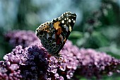 Painted lady butterfly feeding