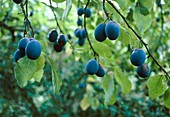Ripe damsons (Prunus instita)