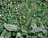 Plantago major and Trifolium repens