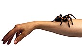 Tarantula on a woman's arm
