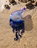 Portuguese man-of-war