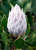 King protea (Protea cynaroides) flower