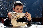 Boy examining a cow's skull