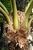 Tree fern (Sphaeropteris cooperi)