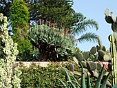 Fan aloe (Aloe plicatilis) and cactus